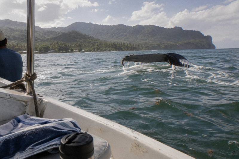 Private Whale Watching