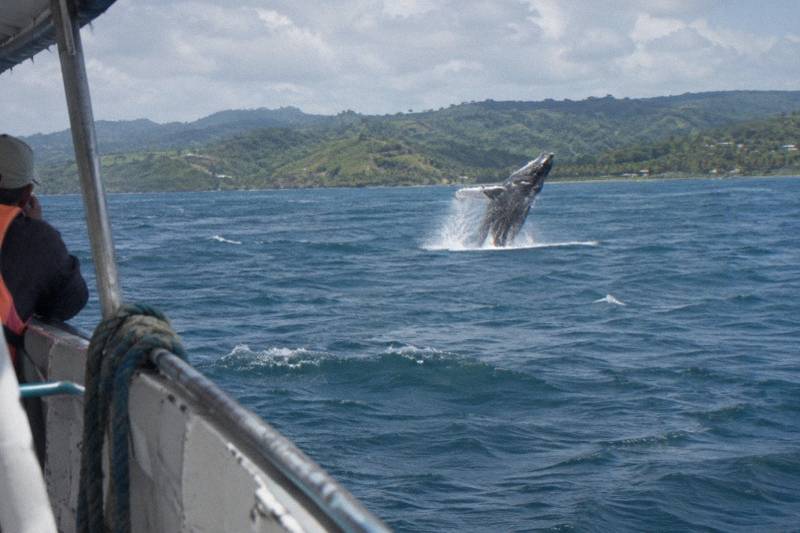 Half-Day Humpback Trip