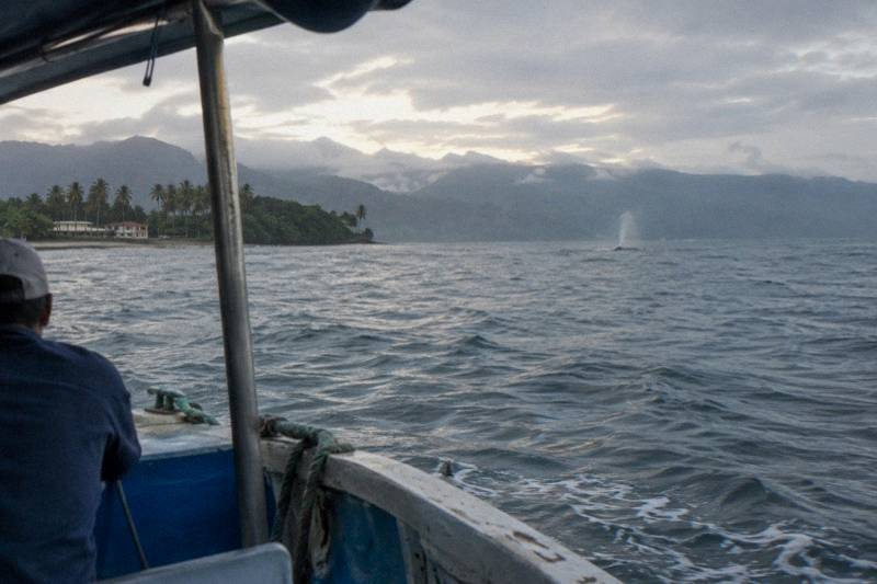 Samaná: Whale Watching Cruise with Breakfast