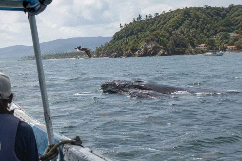 Full-day Whale watching Tour in Samana Bay from Punta Cana