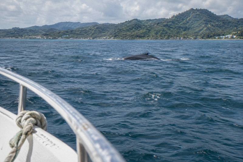 8-Hour Humpback and Bacardi