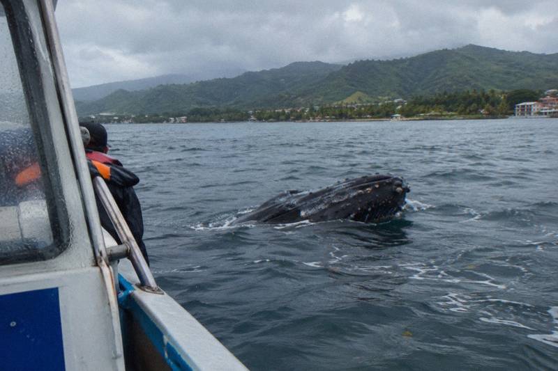 Samana Bay and Cayo Levantado Whale Watching Tour from Punta Cana