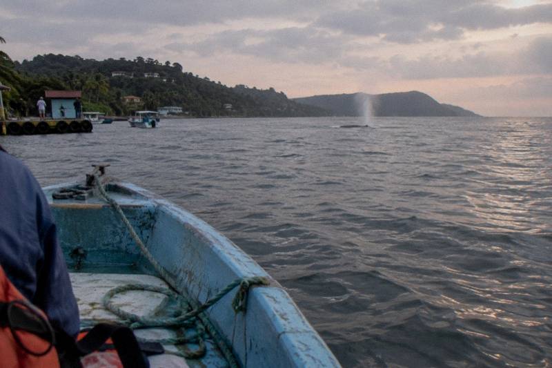 10-Hour Trip, Bacardi Island