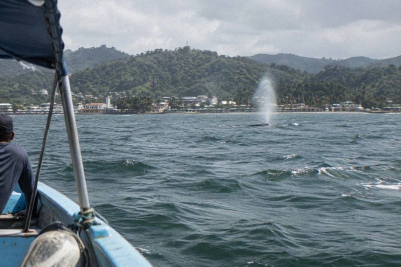 Whale Watching in Punta Cana to Samana and Bacardi Island