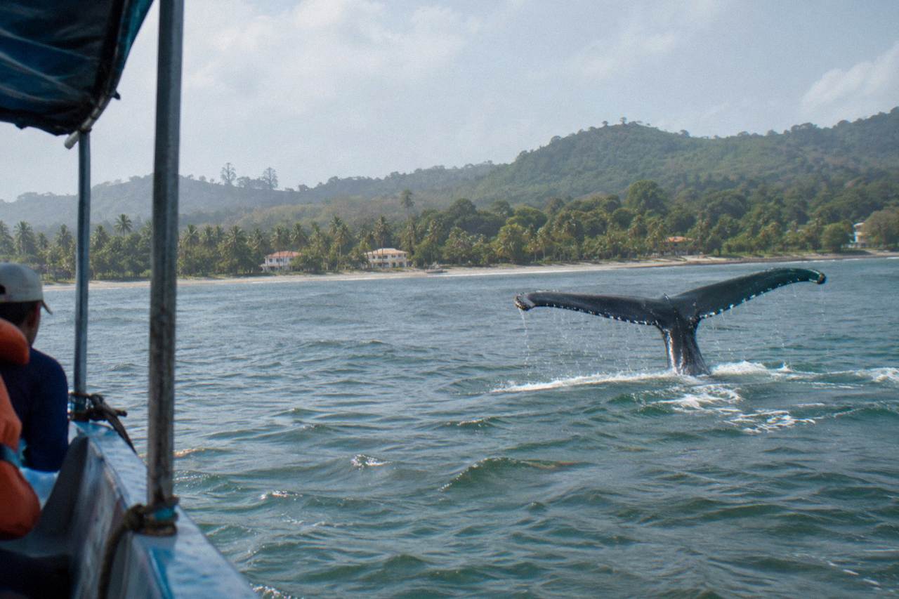 A humpback whale fluke rising above calm Caribbean water near a forested coastline
