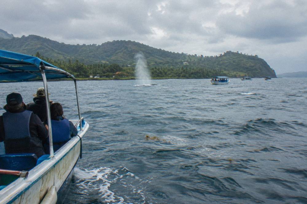 A small tour boat holding distance from a whale spout in a wide bay