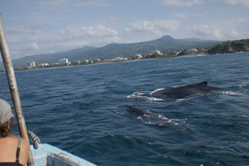 A mother humpback and calf swimming together in open blue water