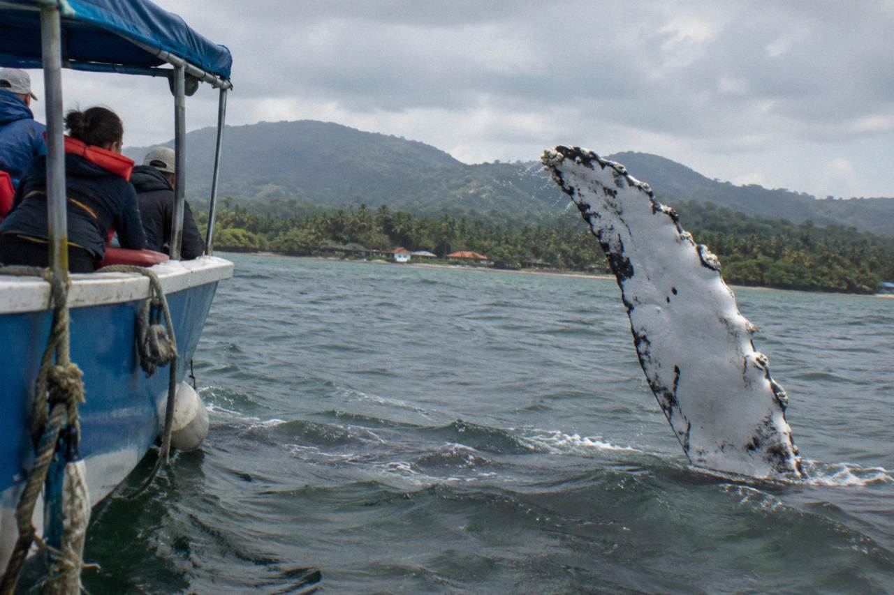 A humpback whale raising a flipper near a boat in a calm tropical bay