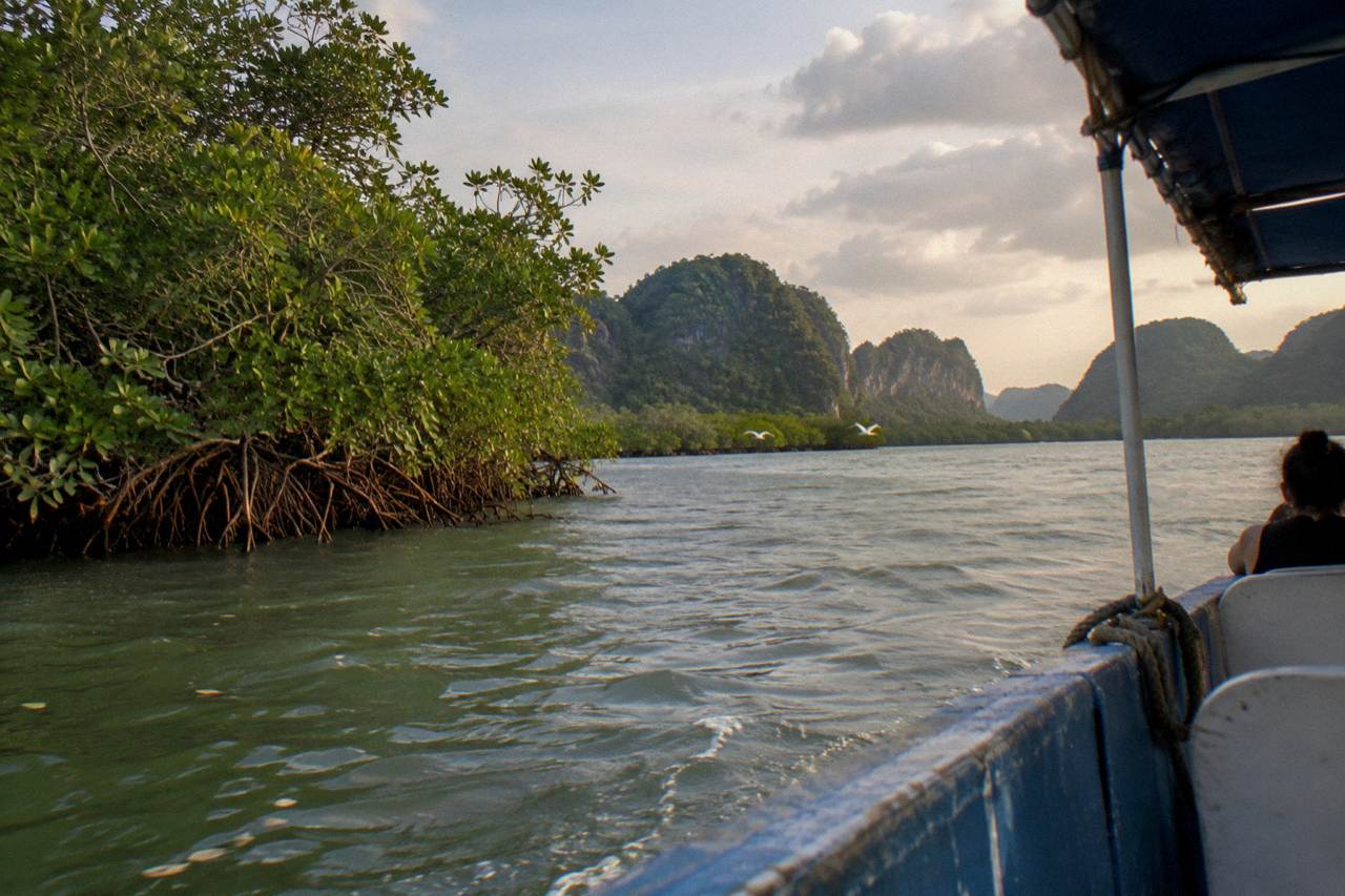 Mangrove channels and limestone karst islands rising from calm green water at Los Haitises
