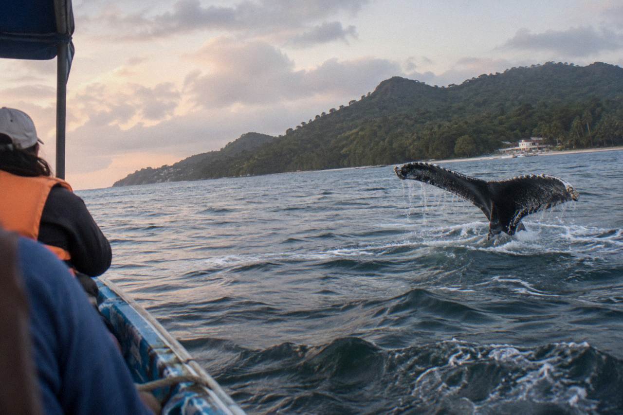 Humpback whale fluke rising above calm water in a wide tropical bay
