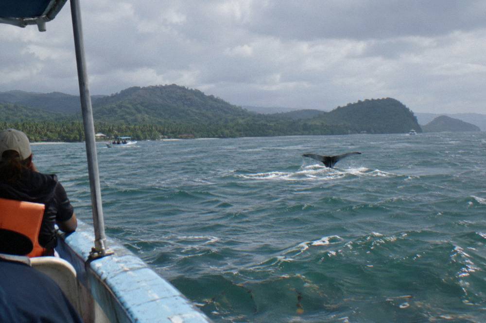 A small observation boat holding distance from a whale fluke in open water