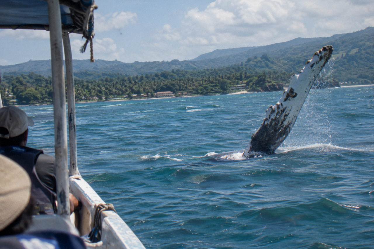 A humpback whale raising a flipper above calm water in a wide tropical bay