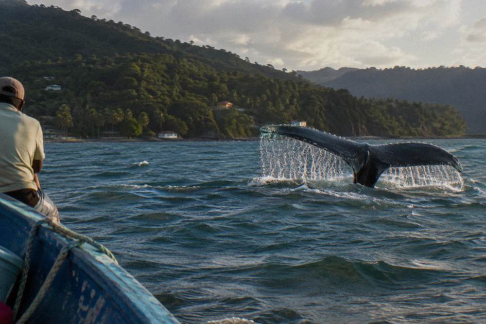 A whale tail fluke breaking the surface of blue-green bay water with a forested coastline behind.