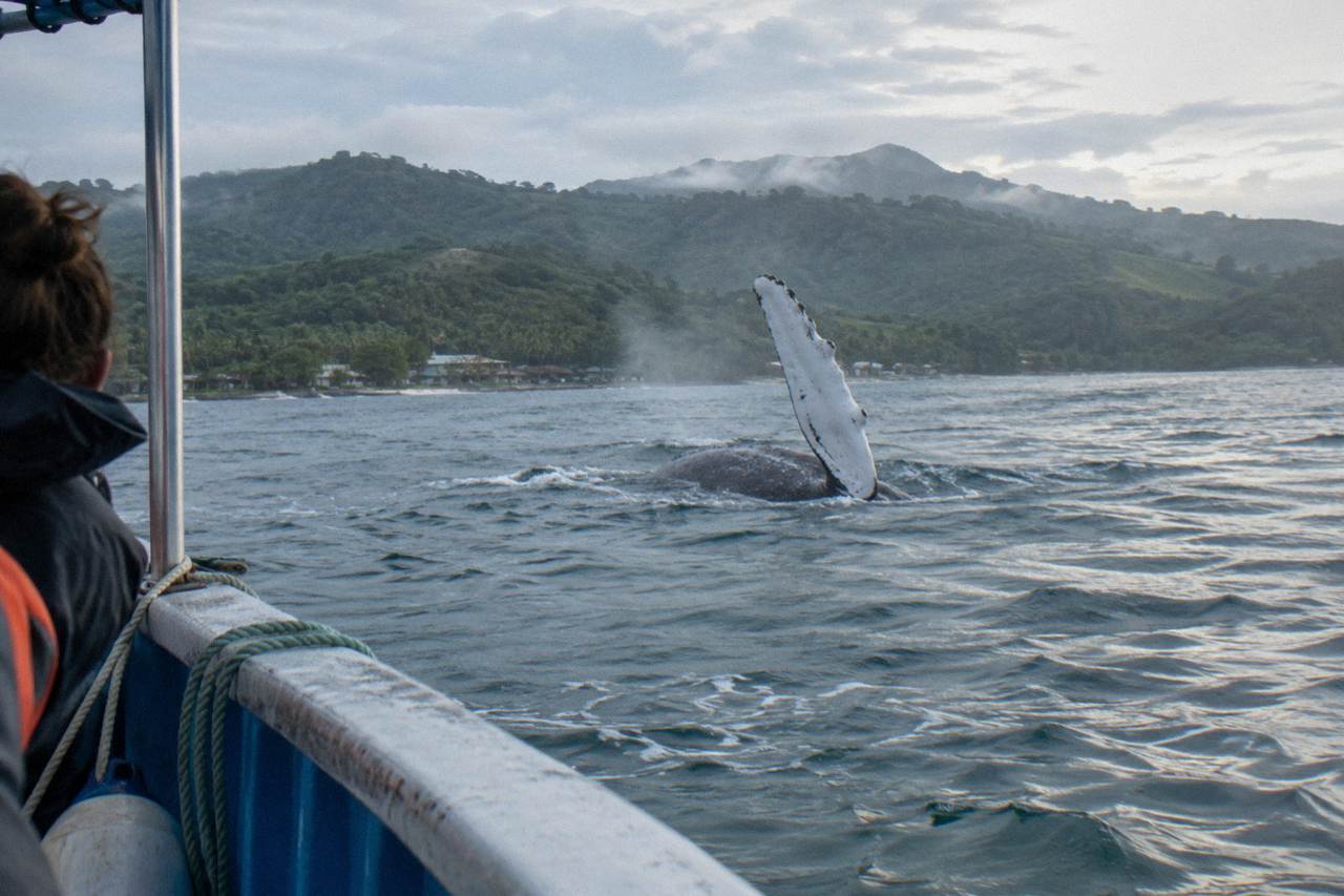 A humpback whale raising a flipper above calm water in Samaná Bay with green hills in the distance.