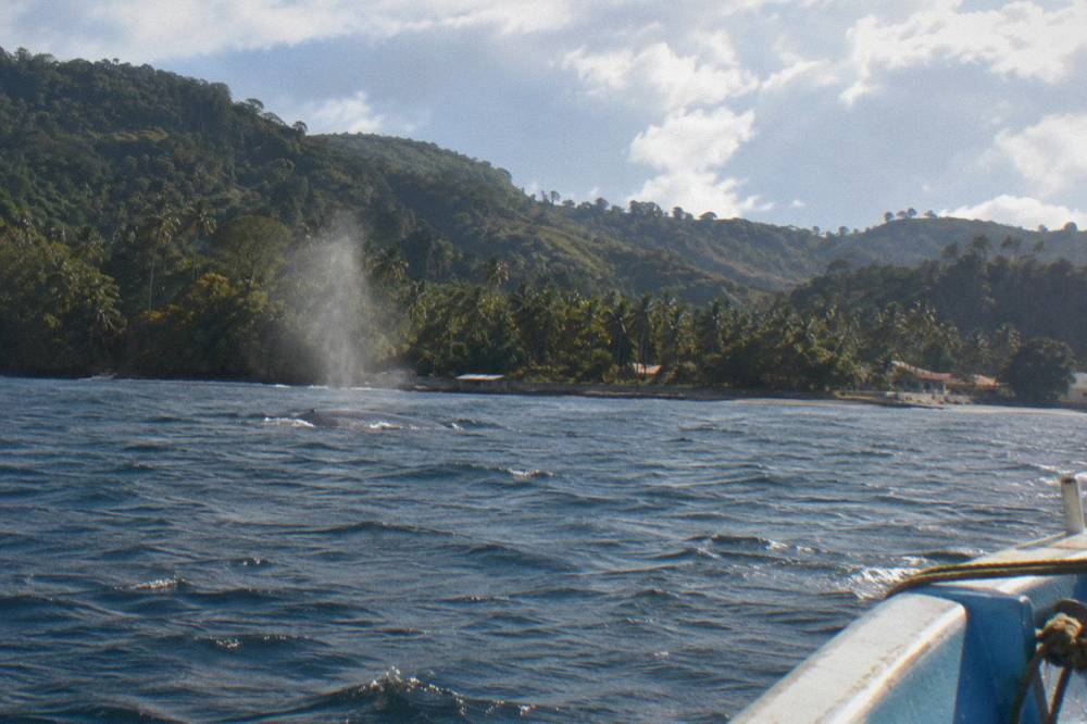 A humpback whale surfacing near a forested coastline under a partly cloudy sky