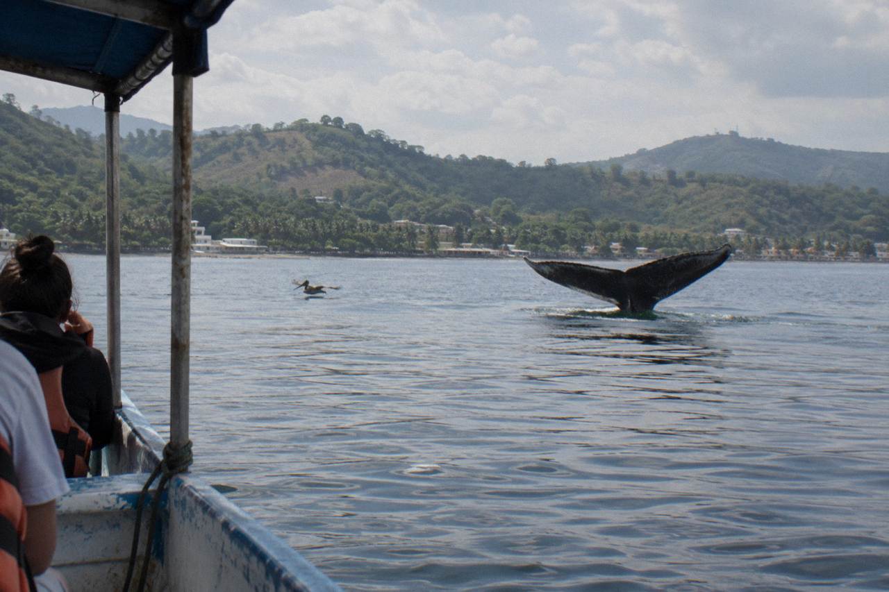 Humpback whale fluke rising above calm water in a wide tropical bay