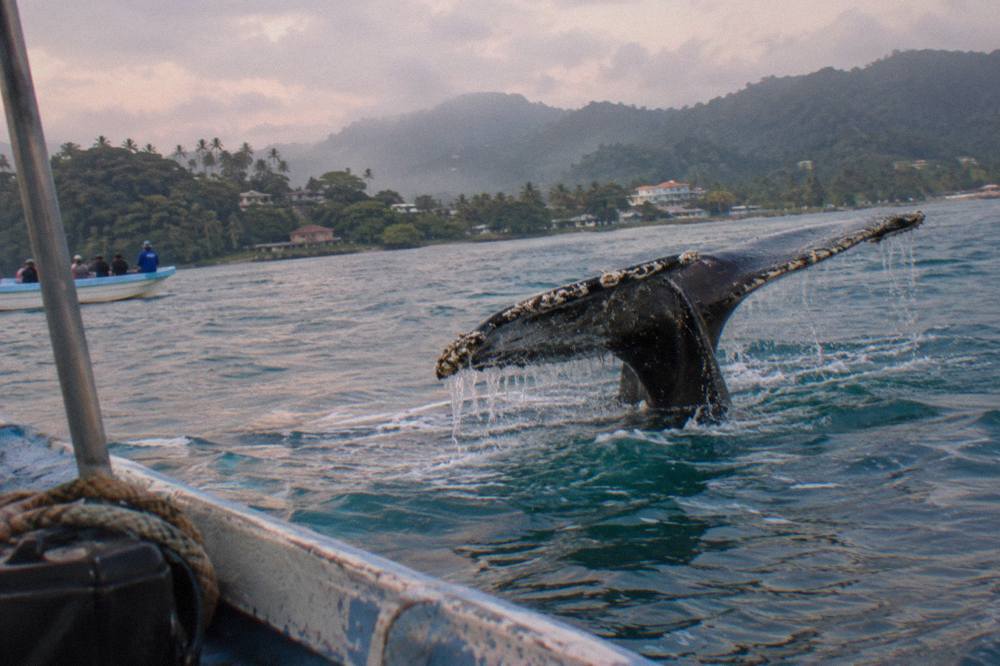 A humpback whale fluke rising above the surface of Samaná Bay