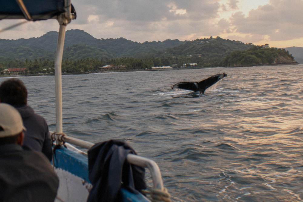 A humpback whale fluke rising above the surface of the bay as a boat watches from a distance