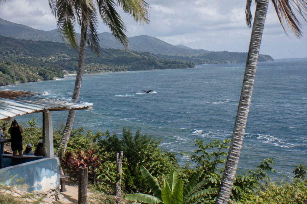 A humpback whale raising its fluke above calm Caribbean water near a forested coastline.