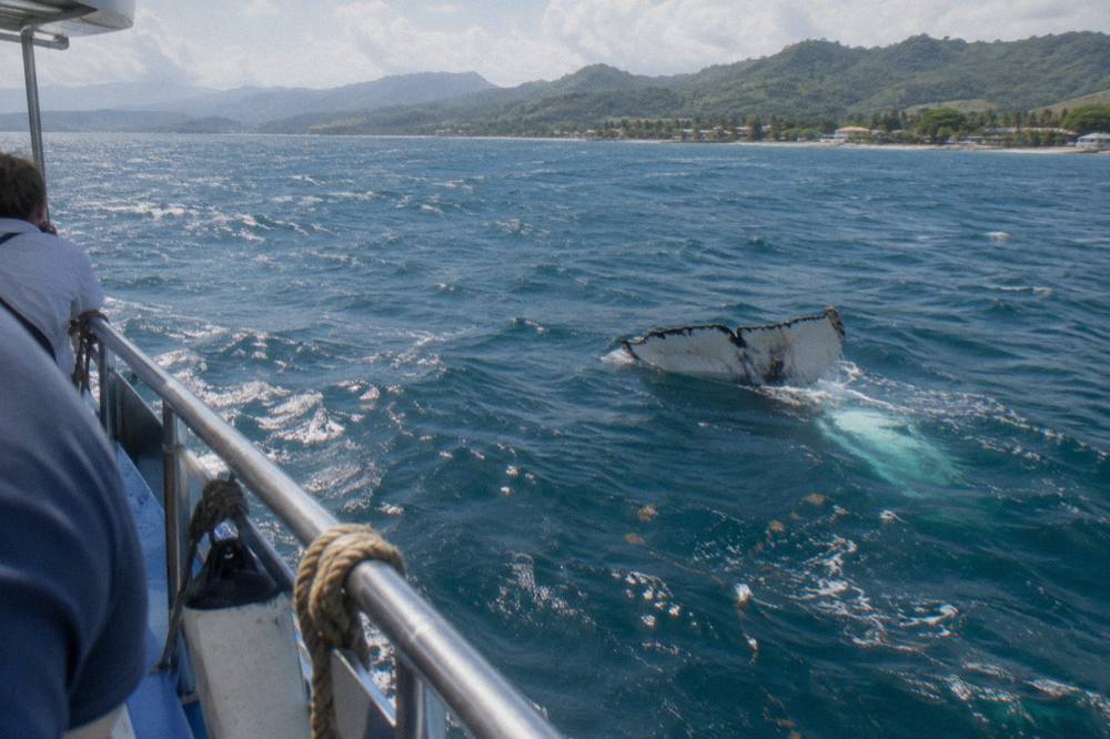 A humpback whale fluke rising above the surface of a calm blue bay