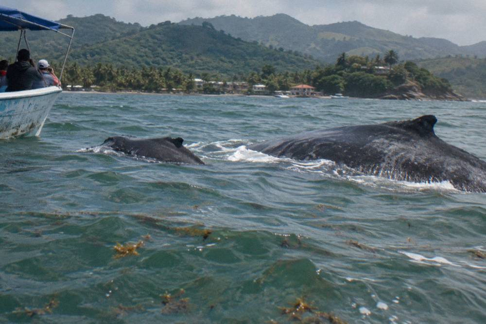 A mother humpback whale and her calf swimming together near the surface of green tropical water