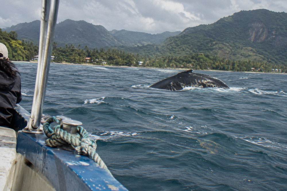 A humpback whale arching its back above the water before diving in a wide bay