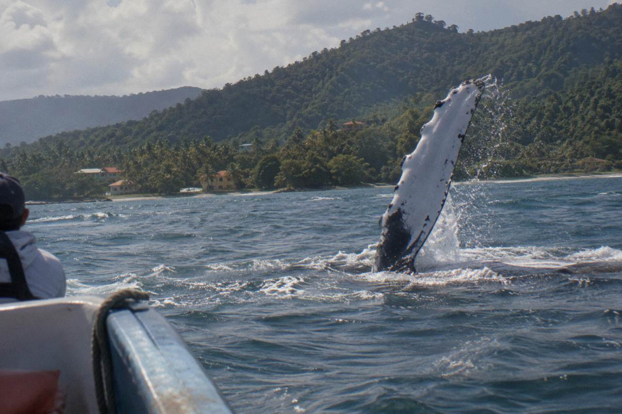 A humpback whale raising a flipper above calm tropical water near a forested coastline