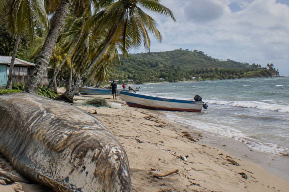A palm-fringed strip of sand along a calm bay with wooded hills behind