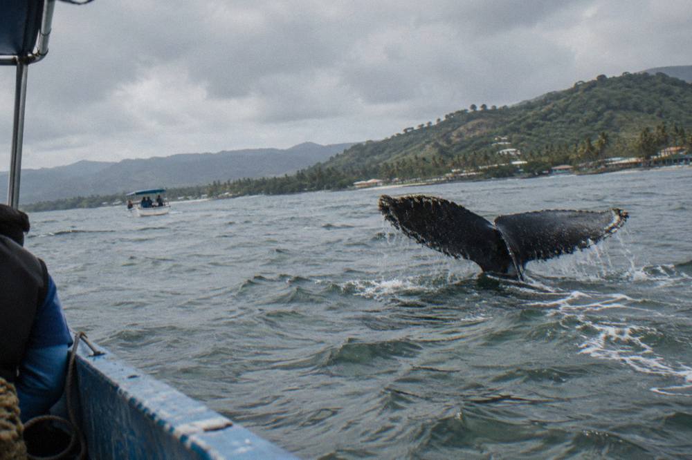 Humpback whale fluke rising above the surface of Samana Bay