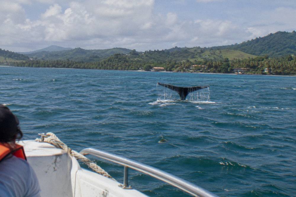 A close view of a humpback whale fluke rising above calm bay water