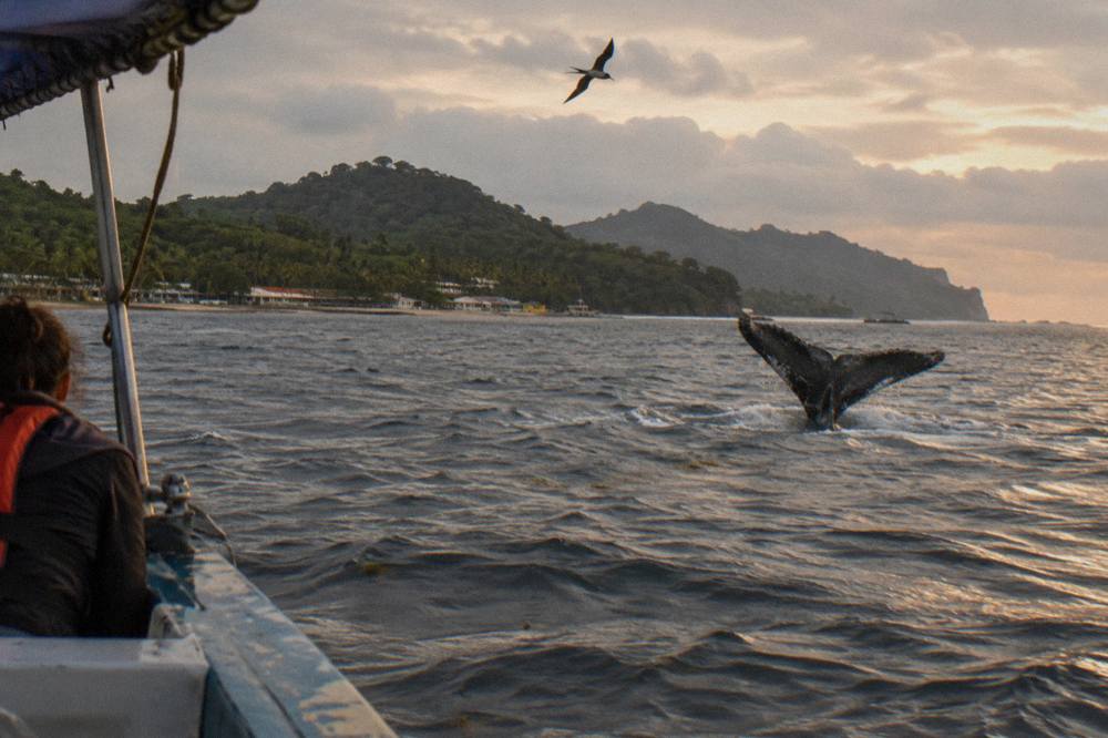 A humpback whale fluke rising above the surface of a calm tropical bay