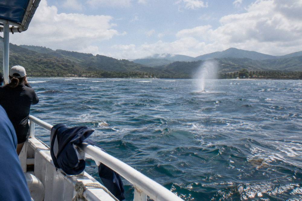 A licensed whale watching boat holding distance from a whale spout in a wide bay