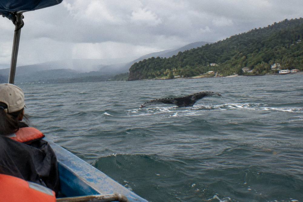 A whale tail fluke disappearing beneath the surface near a forested coastline