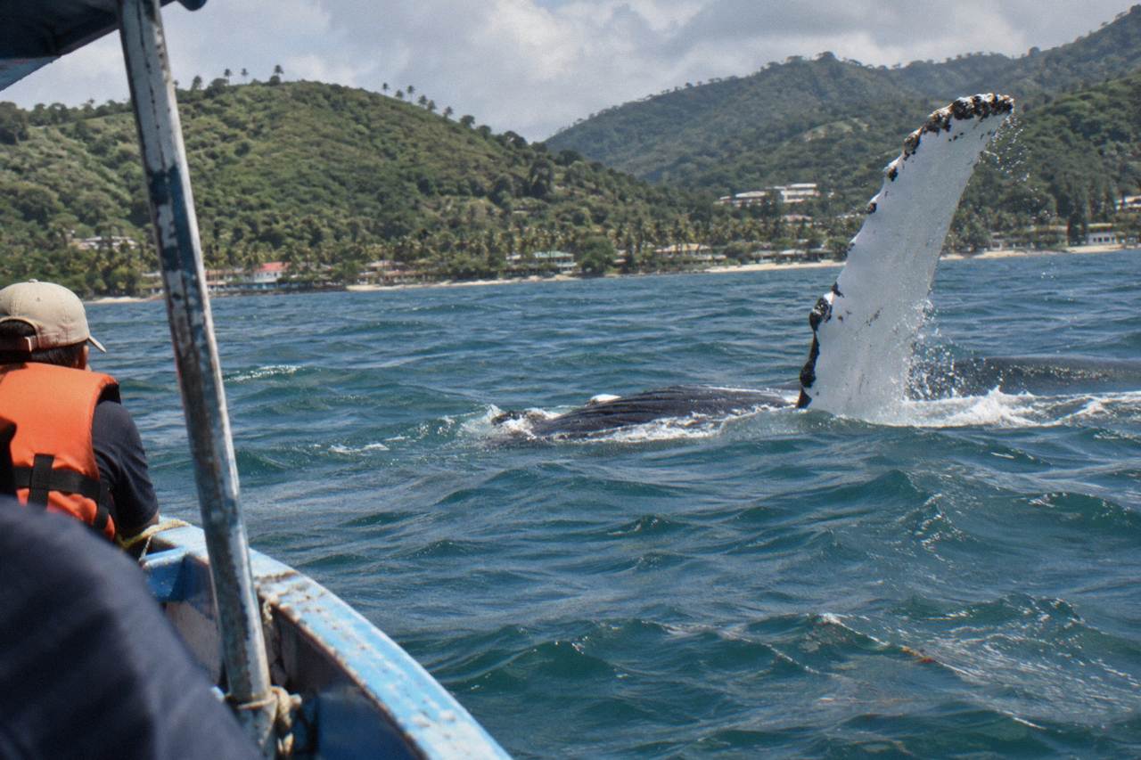 A humpback whale raising a long pectoral fin above calm turquoise bay water