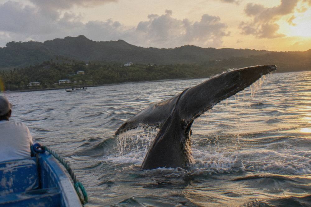 A humpback whale fluke rising above calm open water with distant green hills