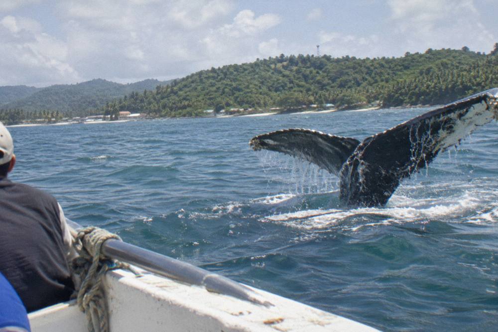 Humpback whale fluke above calm water in Samana Bay
