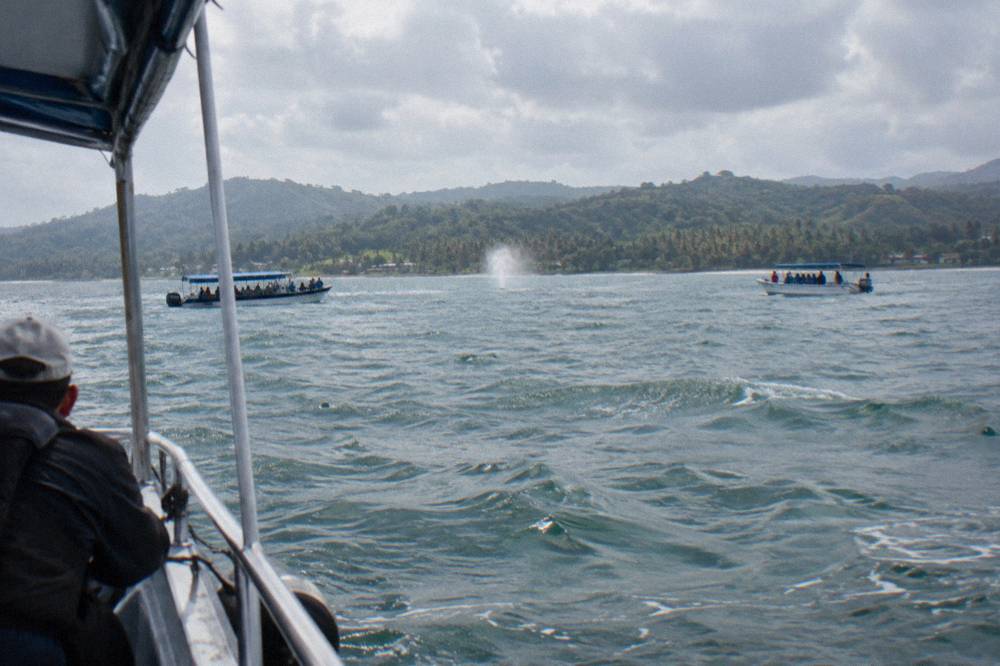 Two whale watching boats holding position at a distance from a whale blow in open bay water