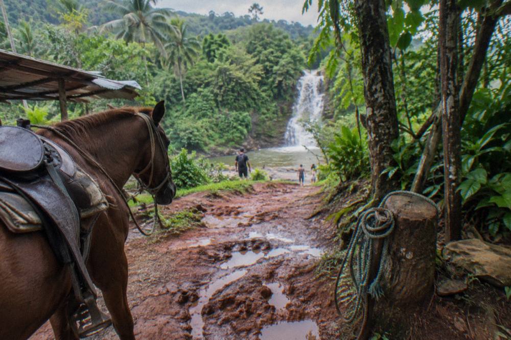 A horse standing on a muddy trail beside dense tropical vegetation on the way to a waterfall