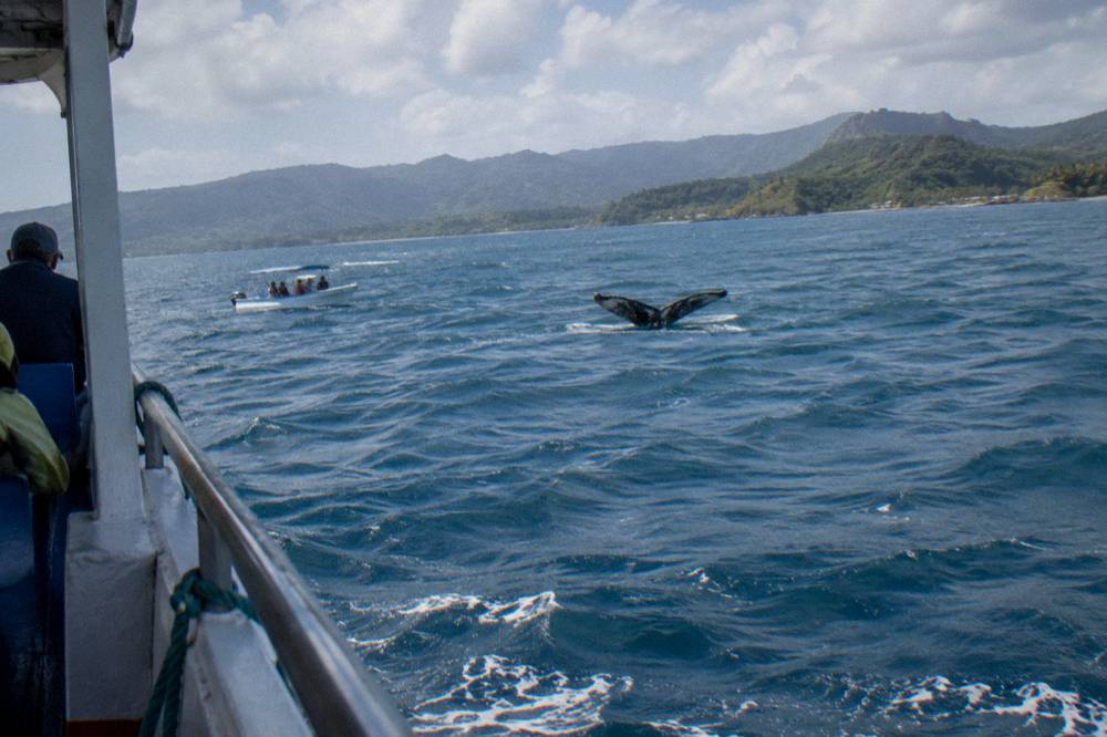 A small boat holding a viewing distance from a whale's tail fluke on open water