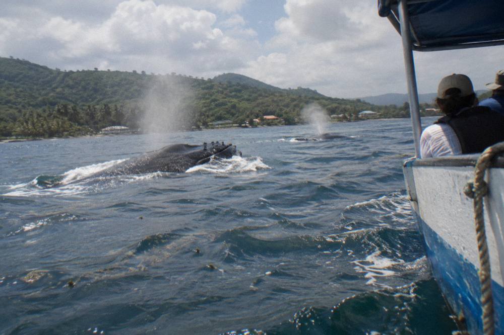 Humpback whales surfacing near a small observation boat in Samana Bay