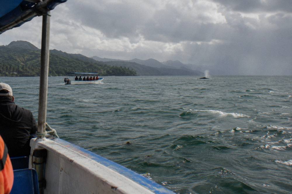 A licensed whale watching boat holding distance from a whale surface in Samana Bay