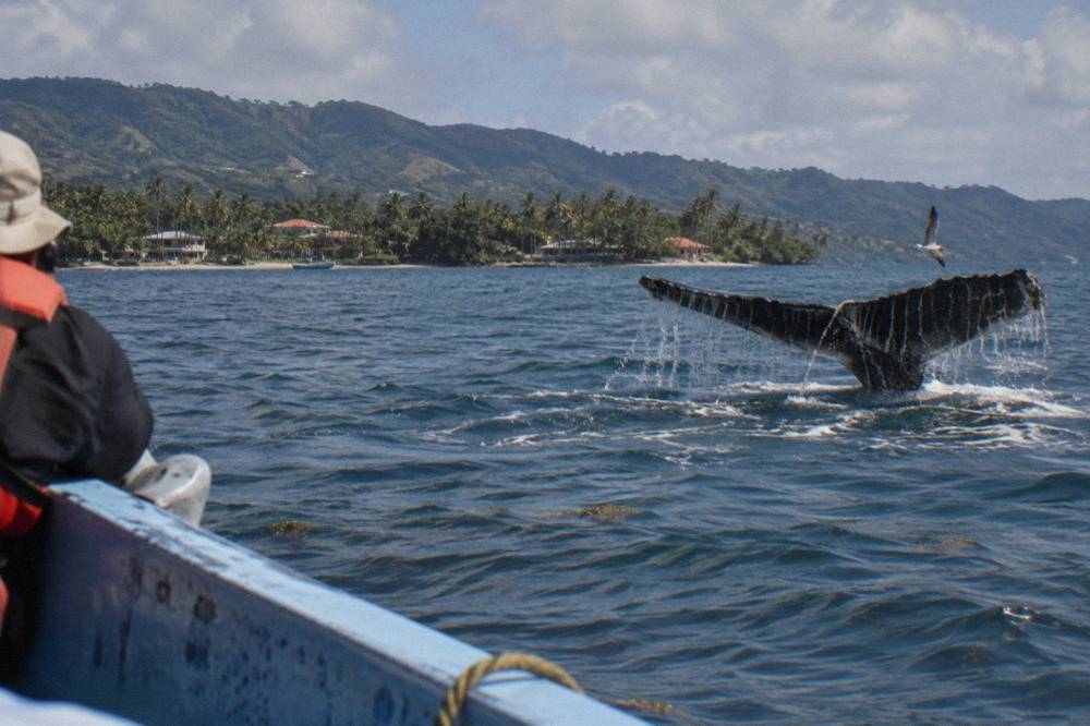 Humpback whale fluke rising above calm blue water in Samana Bay