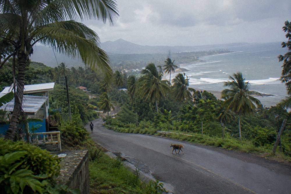 Palm-lined road winding through green hills toward a coastal town