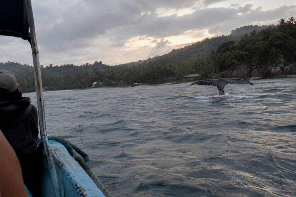 Humpback whale fluke rising above dark water near a forested coastline