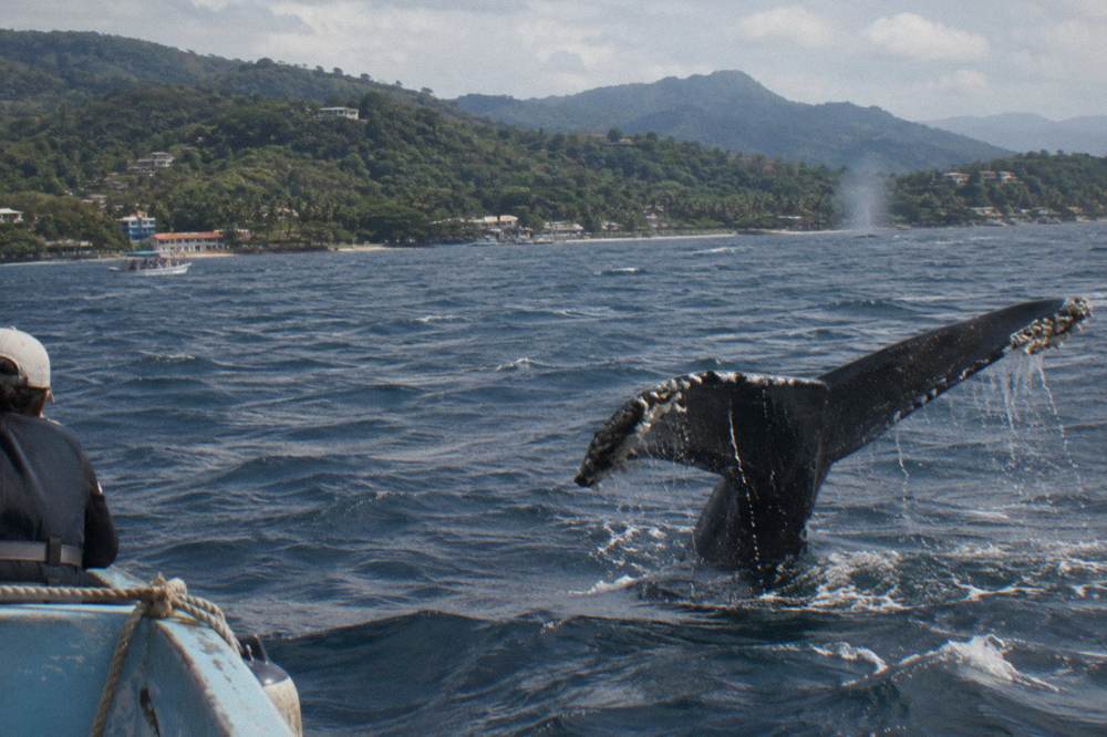 A humpback whale fluke rising above the sea surface in Samana Bay